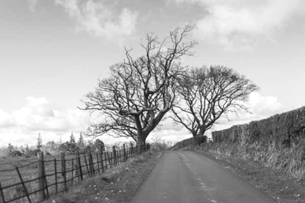 trees on the way to boturich castle