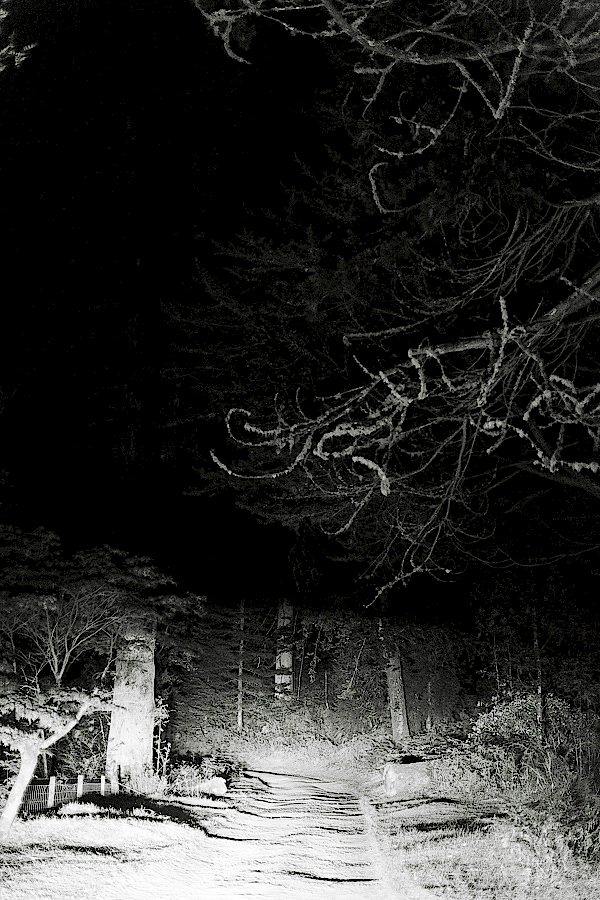 dark forest scotland