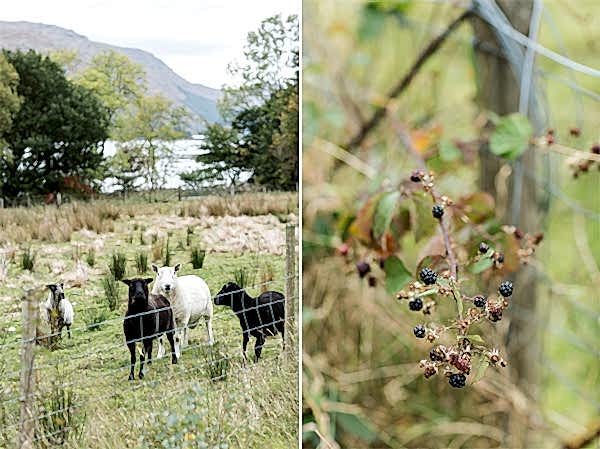sheep and berries scotland landscape at ardkinglas loch fyne
