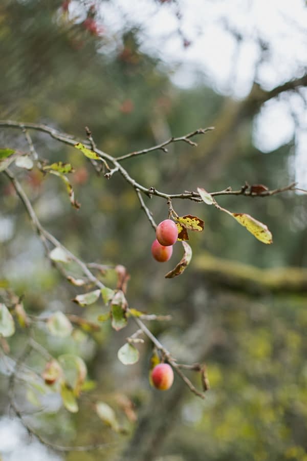 loch lomond nature photography