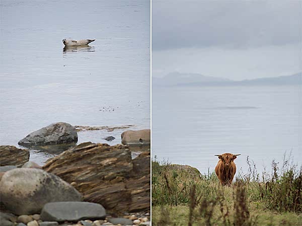 seal and highland cow near crear wedding venue