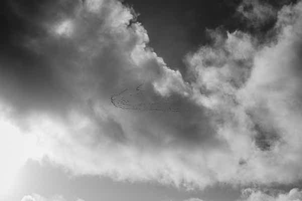 and group of birds flying 