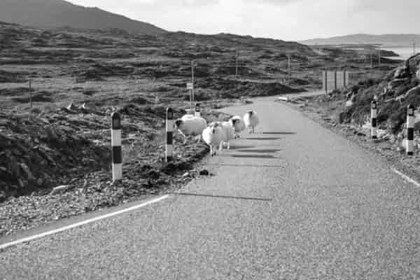 sheep on the road at harris island