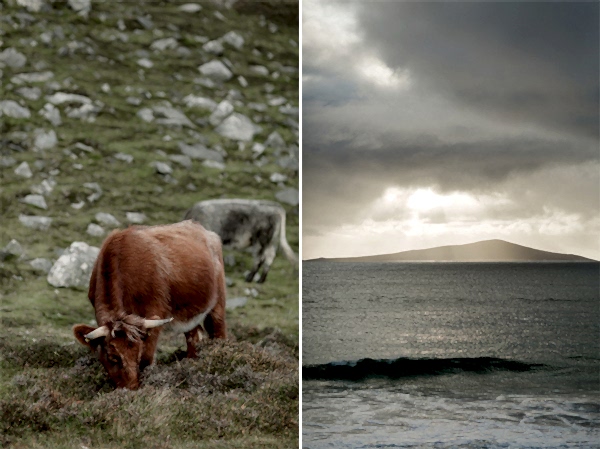 highland cows and waves at island of harris