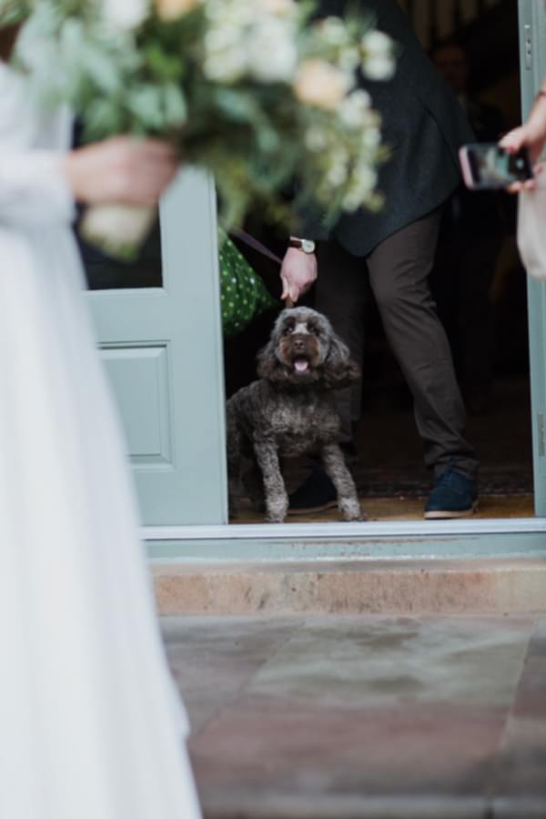 cockapoo at the wedding cromlix house 