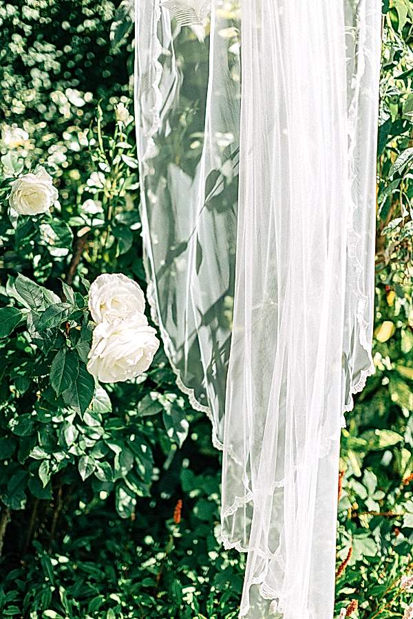 the vel and roses 