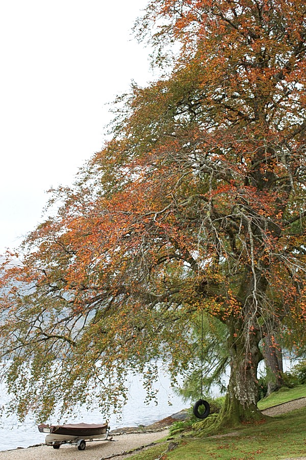 beech tree with boat on the lodeg on loch goil scotland