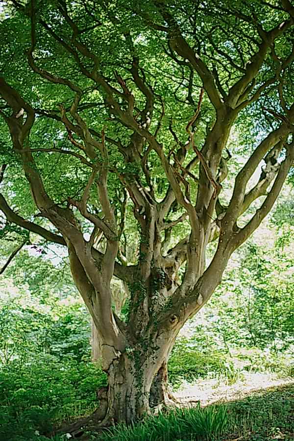 large tree at lochgreen gardens