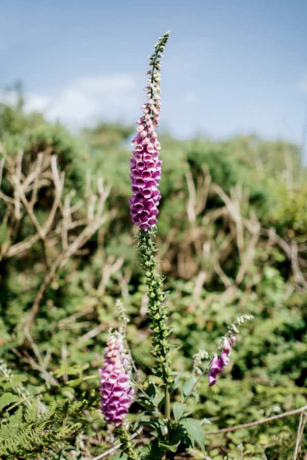 flowers at troon golf course