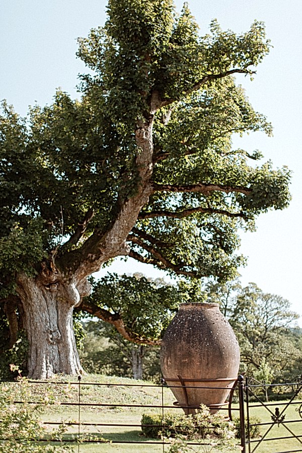 oak tree and giant vasein dumfries hosue garden