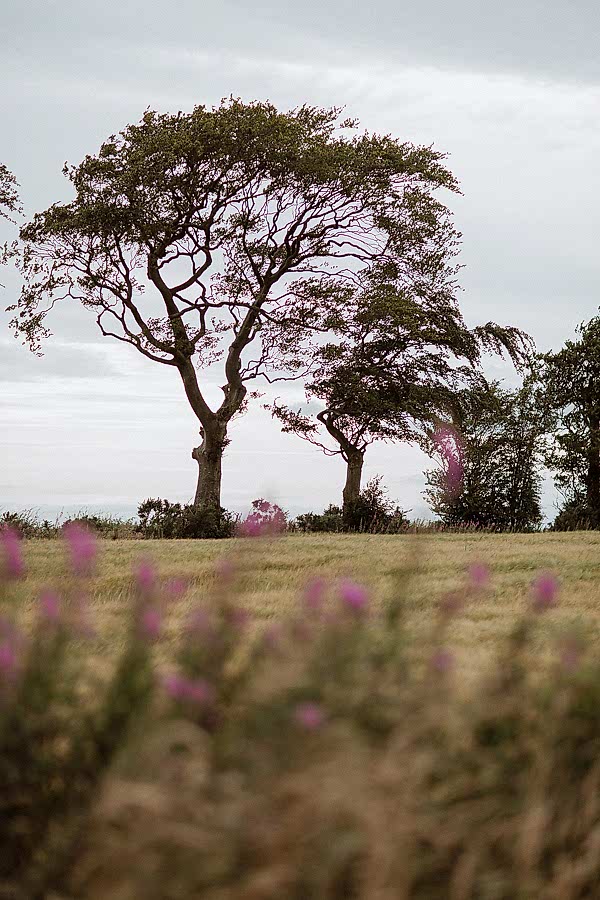 trees and flowers on the way to soarn castle